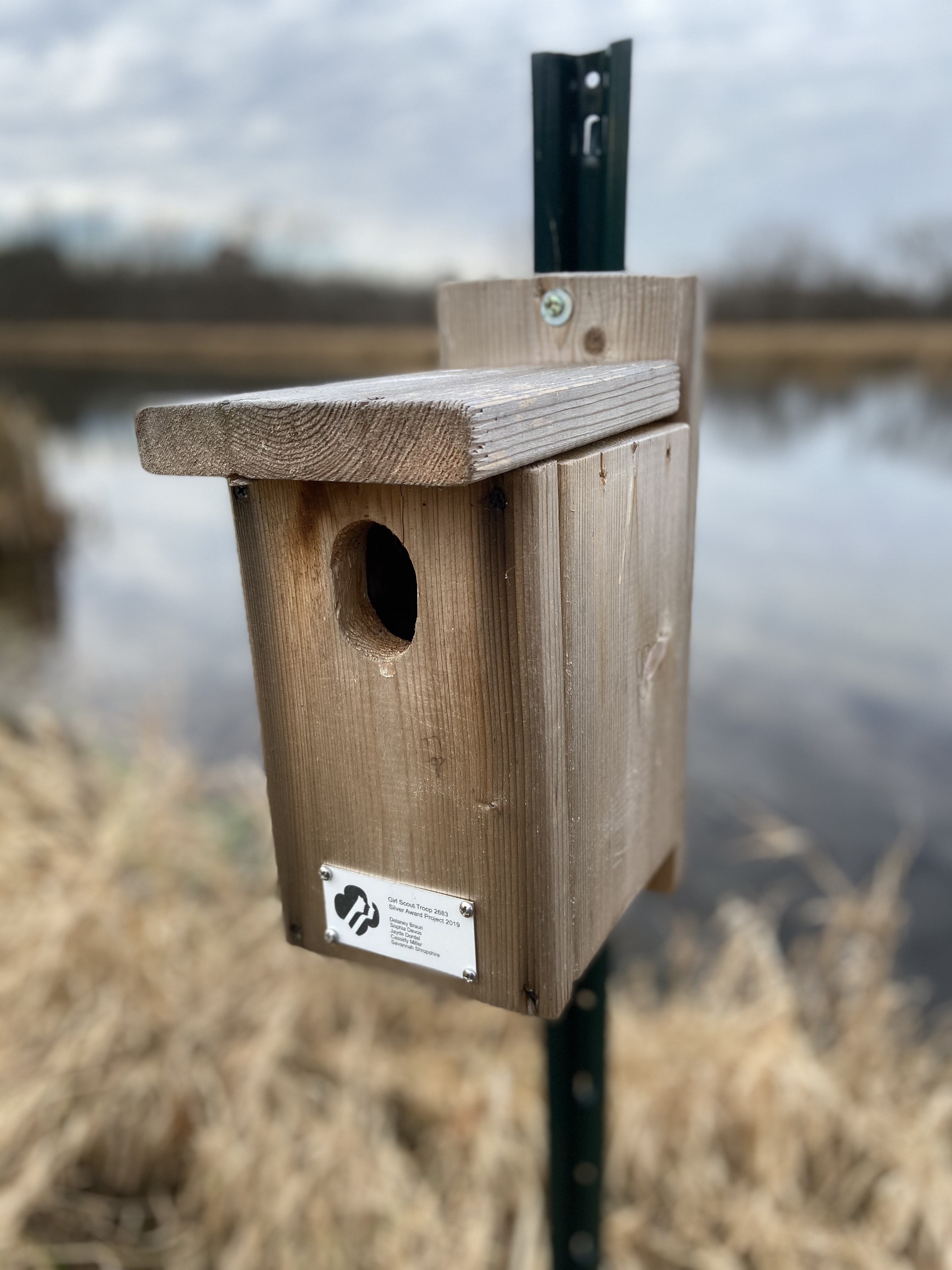 Eastern Bluebird Box  Image